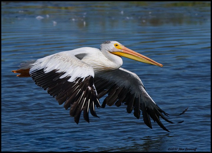 _0SB3532 american white pelican.jpg